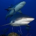 shark_reef_caribbean_bc1_jar_v_0124_cub1780_rv.jpg